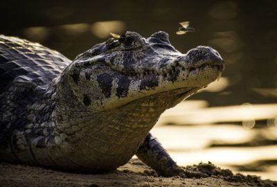 Bioma Pantanal: características, clima, solo, vegetação e fauna