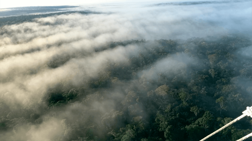 Bioma Amazônia 