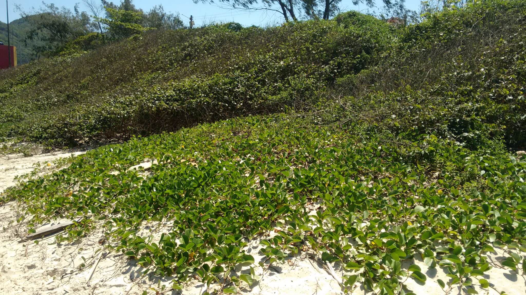 Matagal com árvores baixas, esparsas e muitos arbustos secos