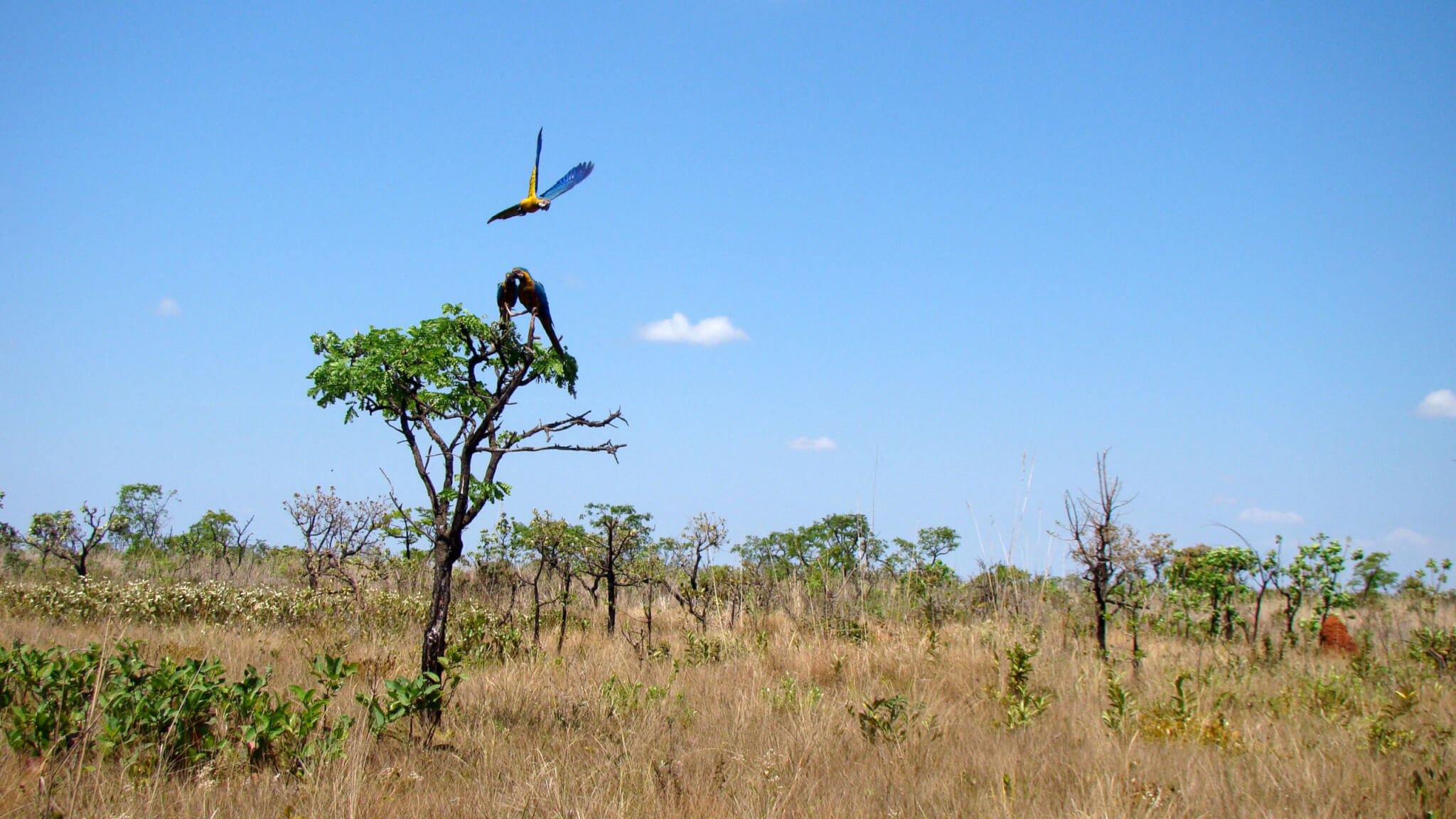 Bioma Cerrado: características, clima, solo, vegetação, fauna e mais!